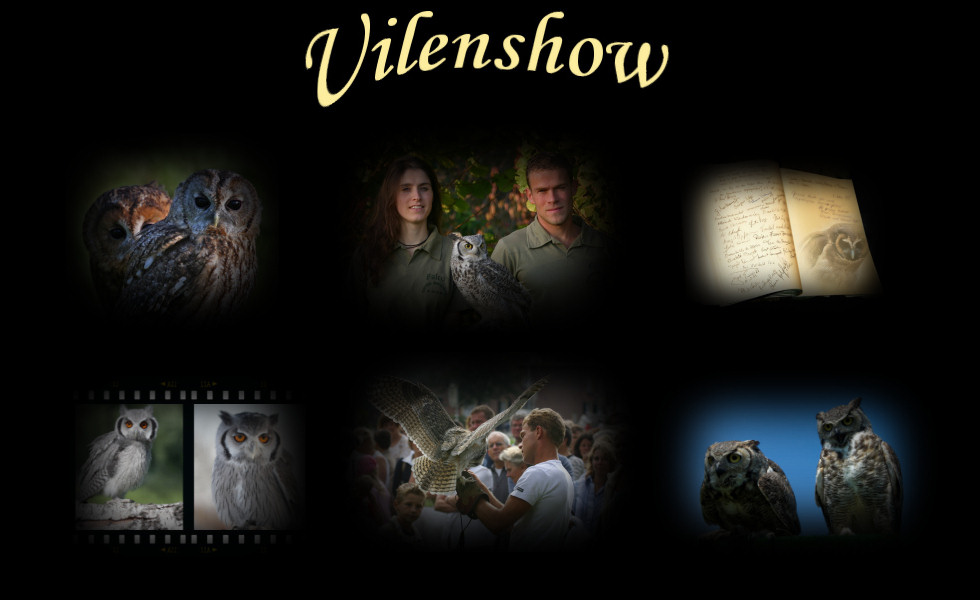 Alle mogelijkheden bij De Valk Roofvogels met uilen, uilenshows en demonstraties